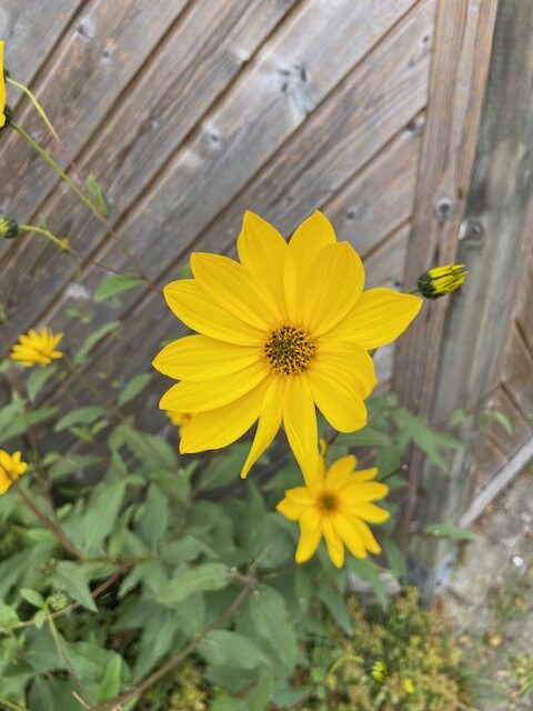 Blume Rotated